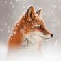 fox89