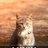 lunix9