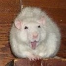 FatRat