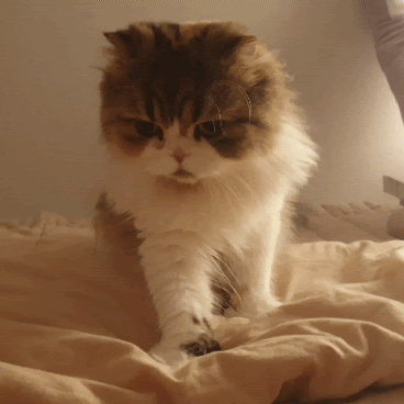 830028015_chuchugif.gif.d4468f18567c5f0655630f5364f64c4d.gif