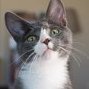 Cat_Master