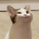 popcat