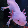 dima_lekh_123