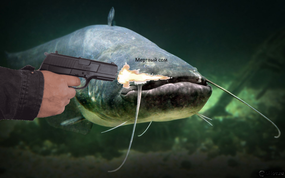 Сом.png
