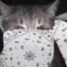 kolw_