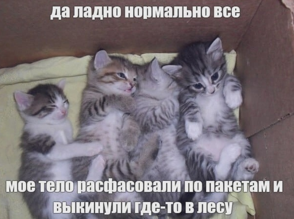 image.png.3861ec10fcabaf7f2b8df02ce4f25a66.png