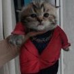 Гений