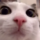 Melm