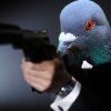 Pigeon345