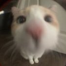 bulbusha