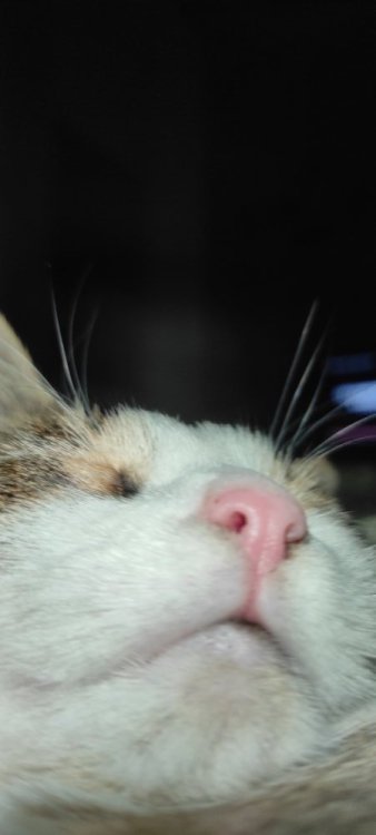 IMG_20241019_182521.thumb.jpg.99178e7ea05a2896582f6c685e02e045.jpg