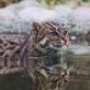 Flusskatze