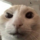 Нейт Шапиро