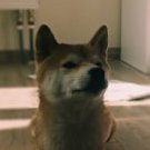 DR_Fox