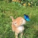 Я чмоня