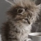 meowflexxer