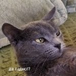 NikitaPRO