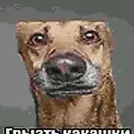 bonya
