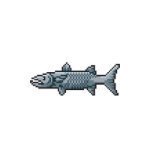 Baracuda