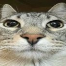 MrDoshek
