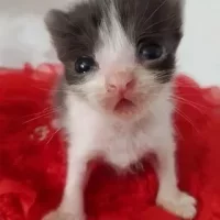 катенак