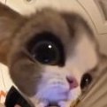 the_milk
