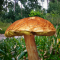 MushroomAlive