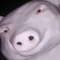 fannyfive