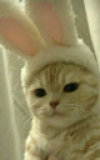 плащ котик