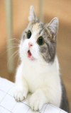 кот с повярешкой