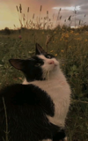 kotik