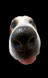 Doogs